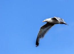 seagull flying in blue sky on a sunny day