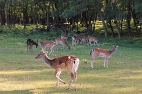flock of deer in the forest