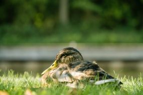 duck on the grass near the river