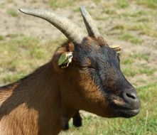 head of a black goat against the background of a green field