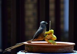 Bird Sparrow with Apple