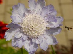 Flower in a garden close-up on blurred background