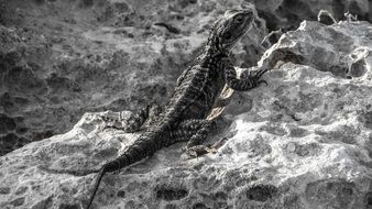 lizard on the stones in black and white