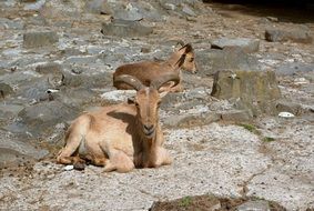 goats lie on the stones