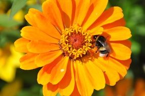 bee on orange gerbera