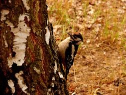 Great Spotted Woodpeckerspotted woodpecker on a tree trunk