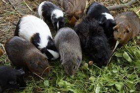 guinea pigs eating green fodder