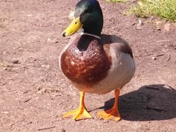 Duck Colorful Bird