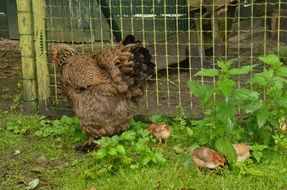 farm chicken with chicks