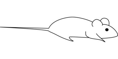 drawn white rodent on a white background