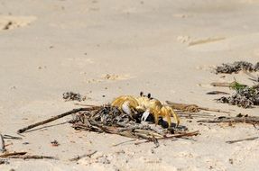 orange crab on the sand
