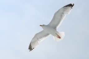 flying elegant seagull