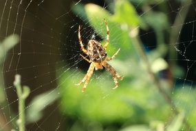 spider on a web on a background of branches with leaves