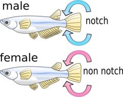 drawing of the Fish Male Female