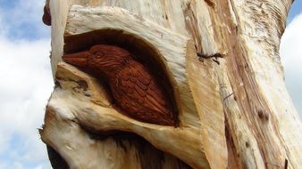 bird in hole, carving on tree trunk