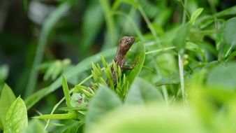 tiny brown lizard on the green leaf