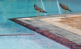 couple of birds on the background of the pool