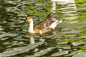 Duck floating in a pond