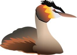 Grebe Great Bird drawing
