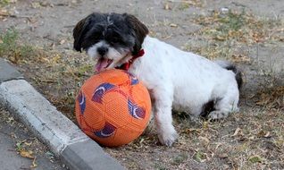 cute playful black and white dog with football