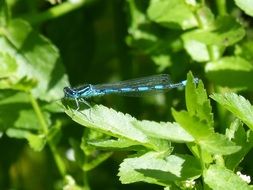 blue dragonfly on fresh green plant