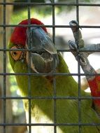 green parrot in a cage