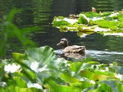duck swims in an overgrown lake