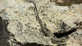 lizard with long tail on a stone close-up
