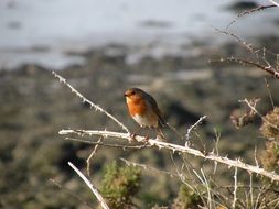 robin on a branch in autumn