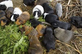 breeding of guinea pigs