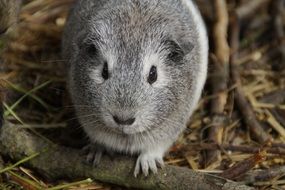 cuddly grey guinea pig with button eyes