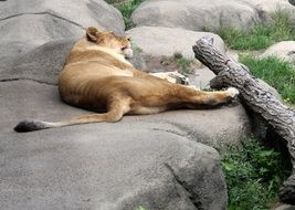 Picture of Lioness in the zoo