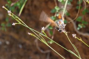 moth in flight at flower close-up on a blurred background