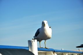 handsome Seagull