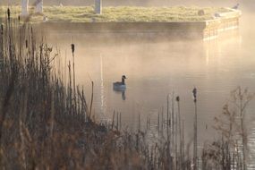 duck swims in a pond in the fog