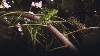 Iguana in the wildlife