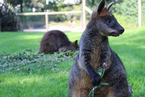 small wallaby