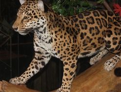 leopard is a big cat