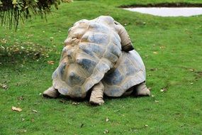 Randy tortoises in wildlife