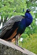 beautiful peacock in Lisbon