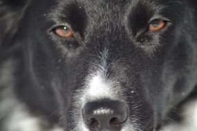 muzzle of the cute black and white border collie with expressive eyes