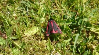 Cinnabar Moth on a grass
