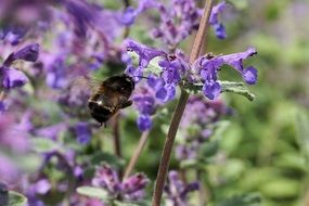 bee on the purple summer flower