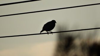 beautiful and cute small Bird