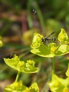 insects over bright spring flowers