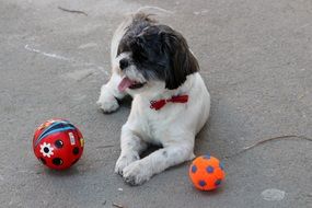 tired after game with balls domestic dog