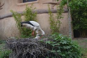 Stork with her baby in the nest