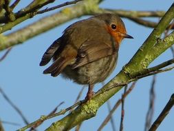 robin on a branch against the background of the spring sky