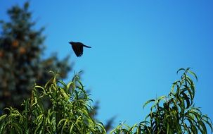 silhouette of a bird high in the sky above the forest