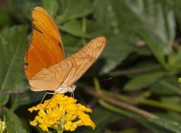 orange butterfly on the yellow garden flower